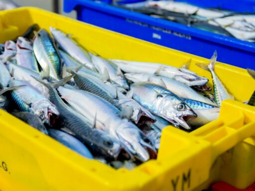 gray fish lot in crate